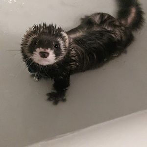 Meet your Posher, Bailey